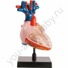 Анатомия "Сердце"