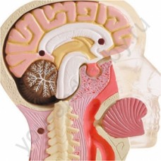 Анатомия "Мозг и череп"
